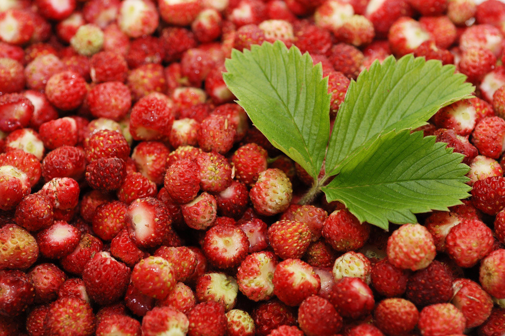 Buy Wild strawberry at a price of 10 usd with delivery from Russia