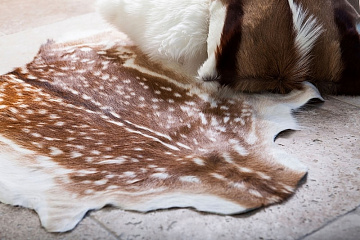 Фото Deer skin carpet