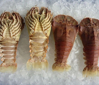 Fresh frozen sand lobster