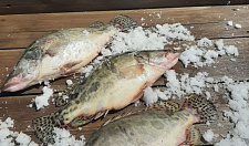 Preview Chinese perch 1-1,5 kg
