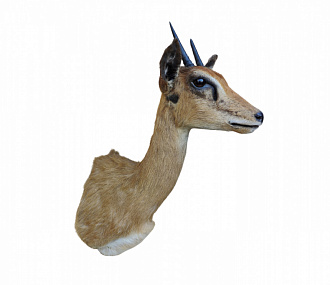 Antelope stenbock