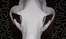 Preview Large Bear Skull