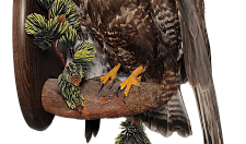 Preview A grouse hawk on medallion
