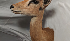 Preview Antelope stenbock