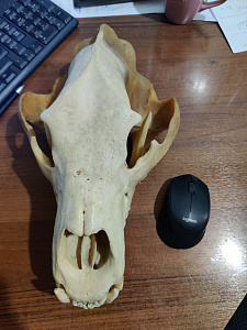 Превью Bear skull