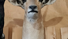 Preview Antelope Rehbok