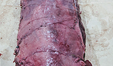 Preview Beaver loin on the bone