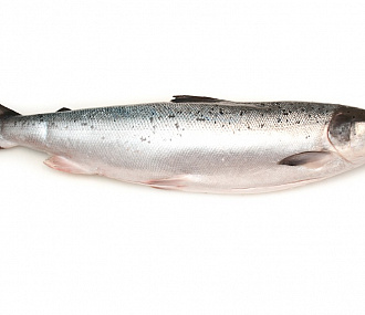 Fresh frozen wild salmon, ungutted 2-3kg