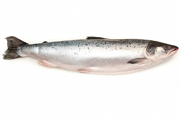 Фото Fresh frozen wild salmon, ungutted 2-3kg