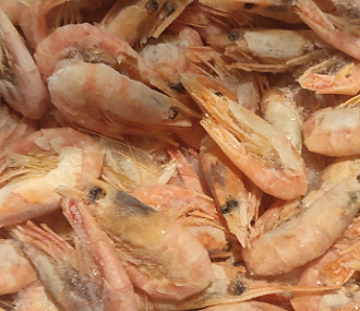 Northern shrimp v/m n/r MAGADANSKAYA 70/90 (5 kg box)