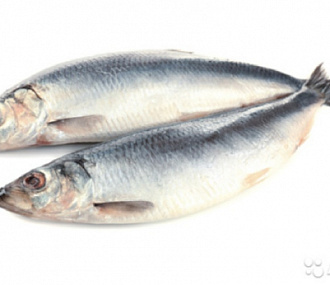 Atlantic herring n/r 250+