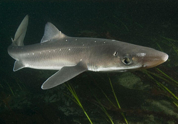 Фото Shark Black Sea Katran with head NP