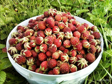 Фото Fresh frozen strawberries