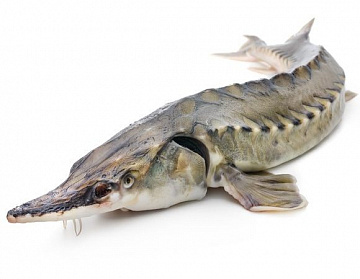 Фото Fresh frozen sturgeon (3-5kg) aquaculture