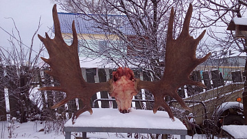 Фото Elk antlers