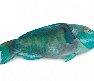 Parrotfish PARROTFISH (SCARUS SPP) whole, ungutted, s/m