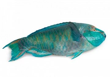 Фото Parrotfish PARROTFISH (SCARUS SPP) whole, ungutted, s/m