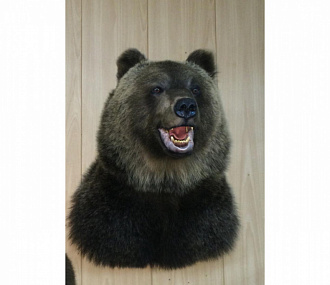 Head (Cape) of a brown bear 1.6 m
