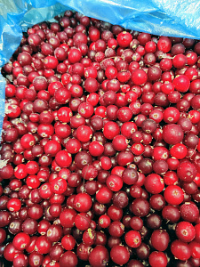 Превью Wild cranberry 10 kg (box)