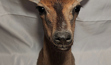 Preview Antelope duker
