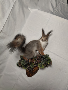 Превью Squirrel on the medallion