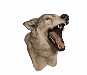 Stuffed wolf angry