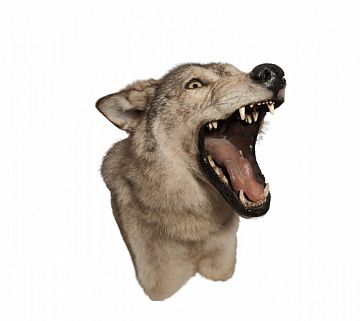 Фото Stuffed wolf angry