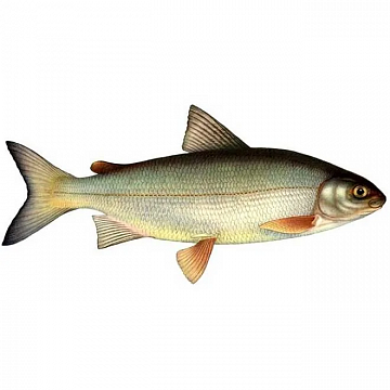 Фото Whitefish (1.5 - 2 kg)