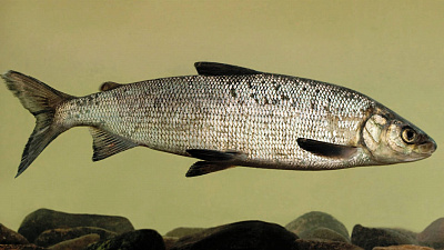 Превью Whitefish (0.3 - 1 kg)