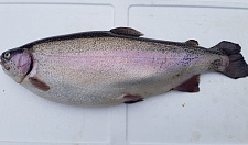 Preview Caviar trout s/m from Karelia 