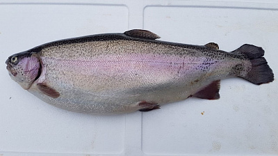 Превью Caviar trout s/m from Karelia 