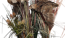 Preview Composition of quails