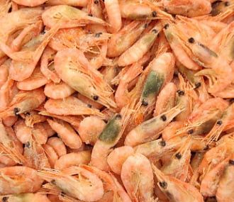 Northern shrimp w/m 250+(box 5kg)