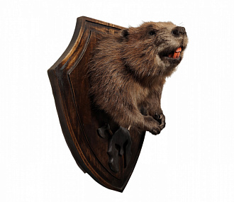 Beaver with paws on a medallion