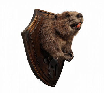Фото Beaver with paws on a medallion