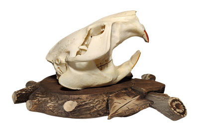 Превью Beaver skull on medallion