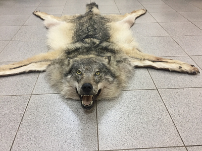 Превью European wolf carpet