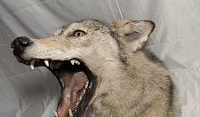Preview Stuffed wolf angry