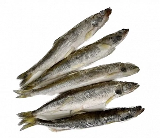 Asian toothy smelt 15-20 cm fresh frozen