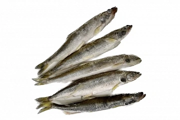 Фото Asian toothy smelt 15-20 cm fresh frozen