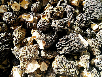 Фото Dried morel mushrooms