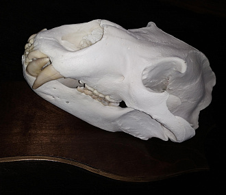 Large Bear Skull
