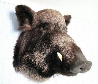 Boar head in skin