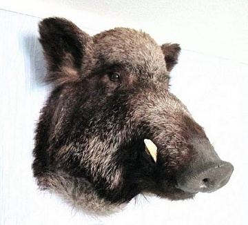 Фото Boar head in skin