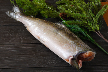 Фото Chinook salmon, unit frozen