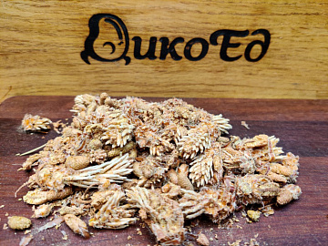 Фото Dried pine buds