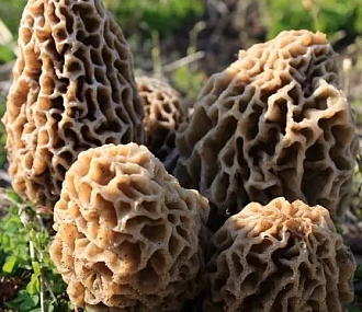 Frozen morels in a box (19-23kg)