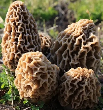 Фото Frozen morels in a box (19-23kg)