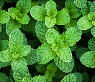 Dried peppermint