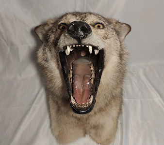 Превью Stuffed wolf angry